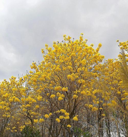 黄风铃的含义是什么？黄风铃花语有哪些常见问题？