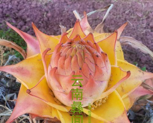 黄金莲花代表什么？黄金莲花的象征意义是什么？