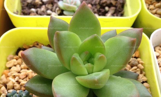 黄丽的花语是什么意思？如何正确表达黄丽的花语？