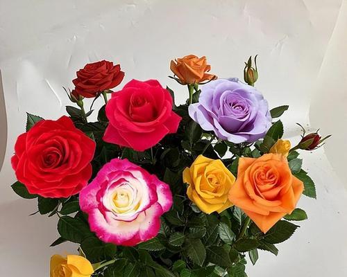 黄玫瑰花代表什么？黄玫瑰的花语有哪些含义？