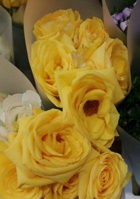 黄玫瑰几朵代表什么意思？花语含义及送花建议是什么？