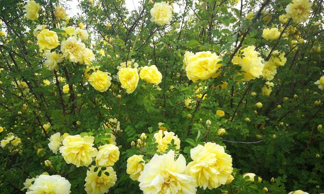 黄玫瑰几朵代表什么意思？花语含义及送花建议是什么？