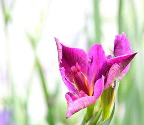 黄色鸢尾花代表什么？花语含义有哪些？