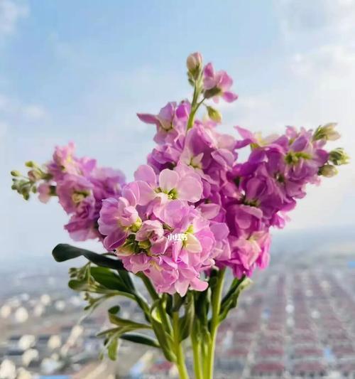 黄色紫罗兰花语代表纯朴吗？如何正确解读花语含义？