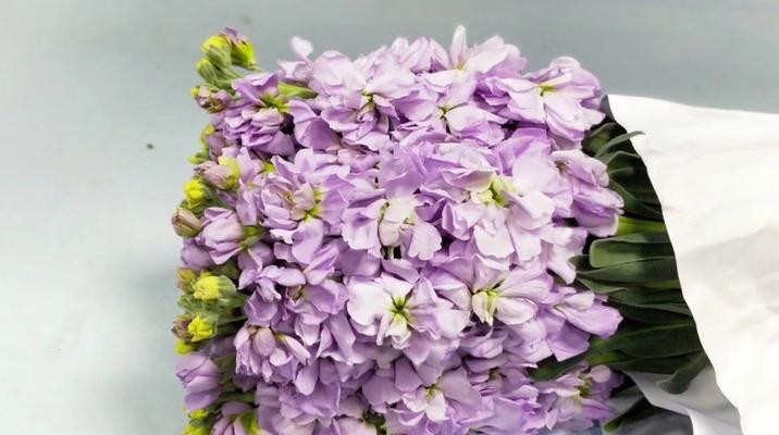 黄色紫罗兰花语代表纯朴吗？如何正确解读花语含义？