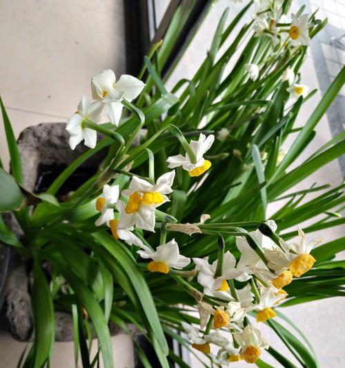 黄水仙花花语是什么？如何用黄水仙表达爱意？