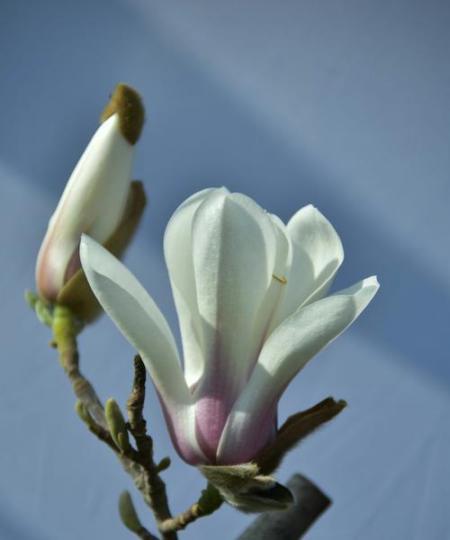 黄玉兰花象征什么？黄玉兰花的寓意有哪些常见问题解答？
