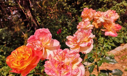 黄月季花语是什么？如何用黄月季表达爱意？