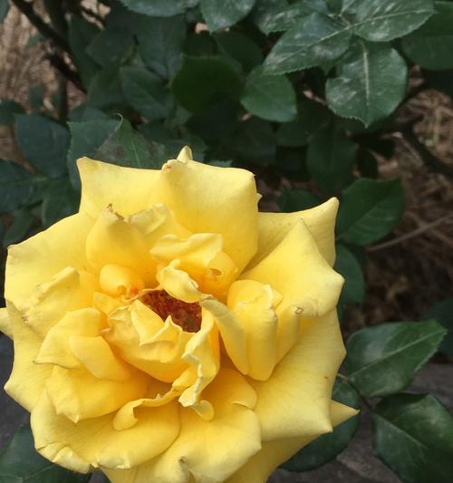 黄月季花语是什么？如何用黄月季表达爱意？