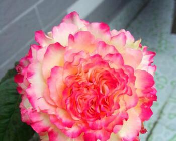 黄月季花的寓意是什么？如何正确解读其花语？