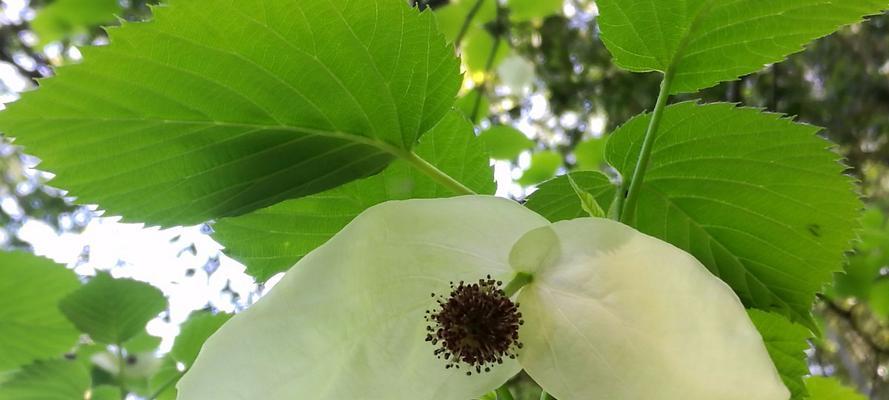 活化石植物代表什么意思？它们有哪些独特特征？