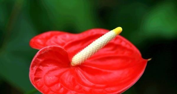 火鹤花的花语是什么？如何正确解读火鹤花的含义？