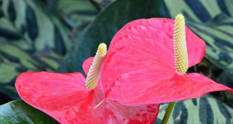 火鹤花花语是什么？如何正确解读火鹤花的含义？