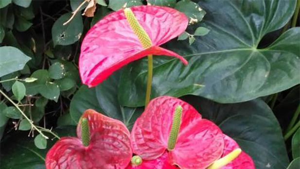 火鹤花花语是什么？如何正确解读火鹤花的含义？