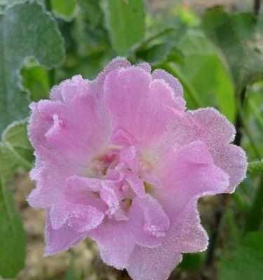 蜀葵花语象征着什么？如何理解蜀葵的花语含义？