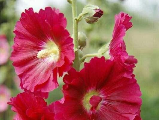 蜀葵花语象征着什么？如何理解蜀葵的花语含义？