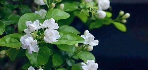 水色风信子代表什么含义？如何正确理解其花语？