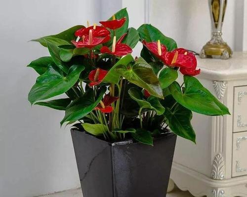 水色风信子代表什么含义？如何正确理解其花语？