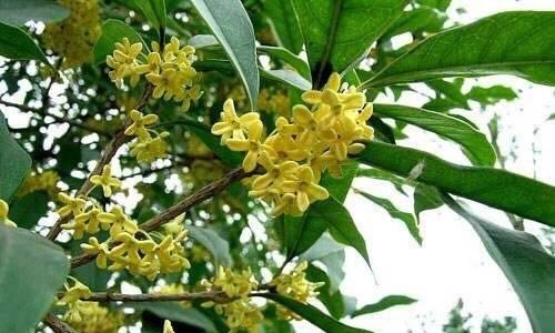 桂花树的寓意和象征风水是什么？如何在家居风水中运用？