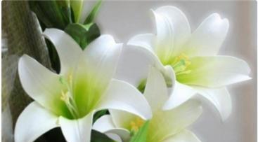 水仙百合花语是什么？如何正确解读水仙百合的含义？