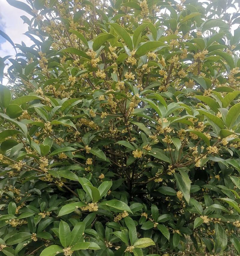 桂花树的种子长什么样？如何辨别真伪？