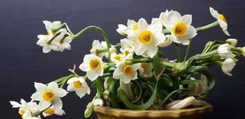 水仙花的花语代表什么意思？如何正确解读水仙花的含义？