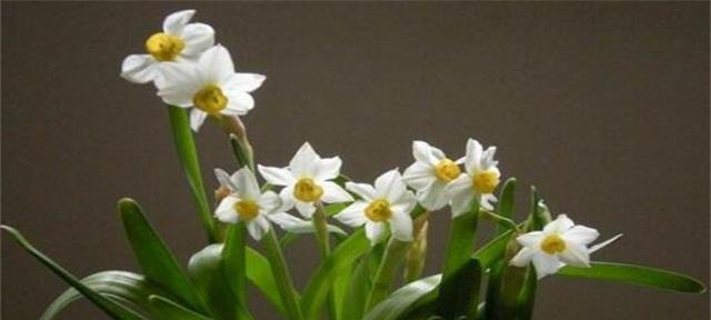 水仙花的花语代表什么意思？如何正确解读水仙花的含义？
