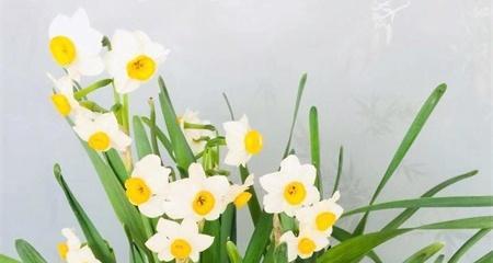 水仙花的花语是什么？如何正确解读水仙花的含义？