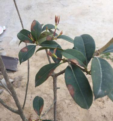 桂花树冬天落叶正常吗？冬季掉叶的原因是什么？