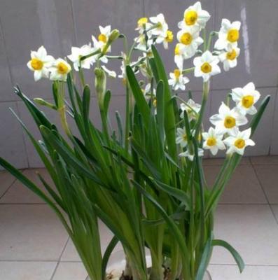 水仙花象征什么？水仙花的寓意和特点是什么？