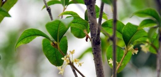 桂花树冬天落叶正常吗？冬季落叶的原因是什么？