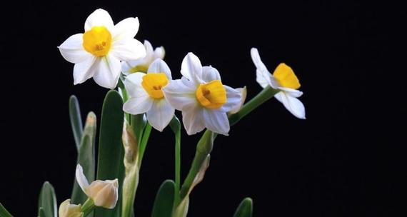 水仙花的寓意是什么？如何正确理解水仙花的象征意义？