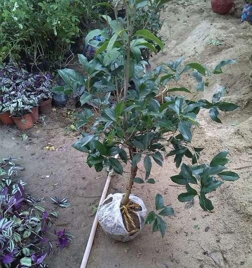 桂花树根系发达吗？如何判断桂花树的根系健康状况？