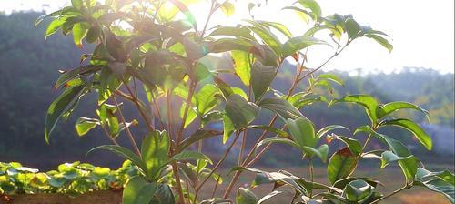 桂花树根系发达吗？如何判断桂花树的根系健康状况？