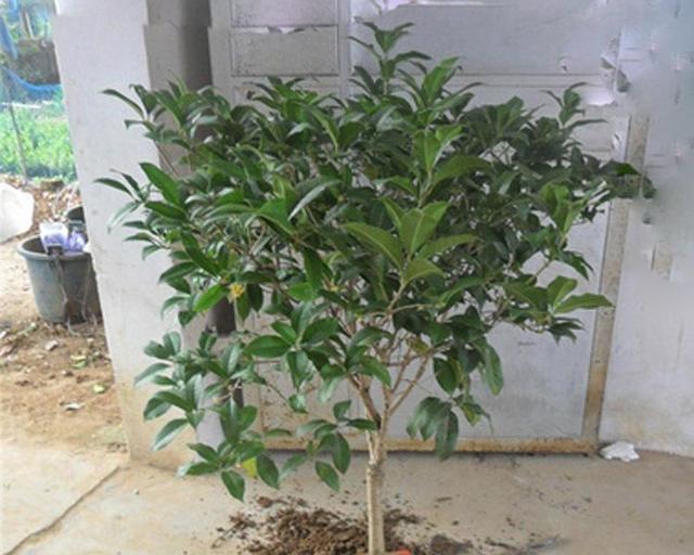 桂花树根系发达吗？如何判断桂花树的根系健康状况？