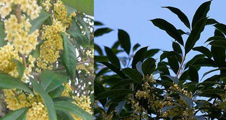 桂花树花期多长时间？如何延长花期？