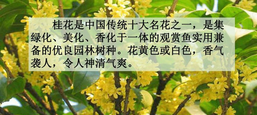 桂花树花期多长时间？如何延长花期？