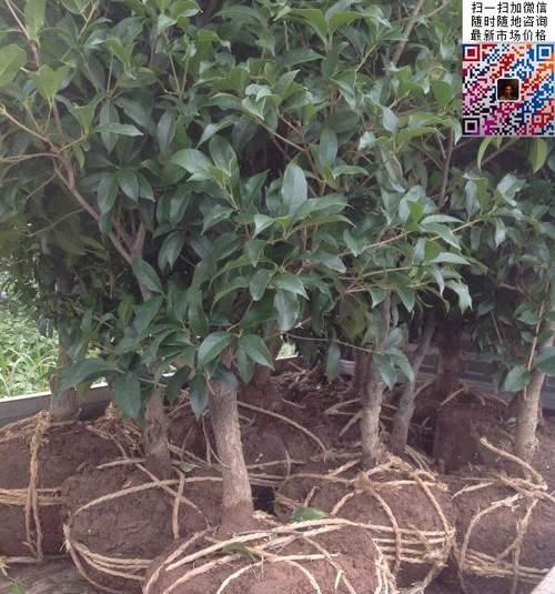 桂花树可以嫁接吗？嫁接的步骤和注意事项是什么？