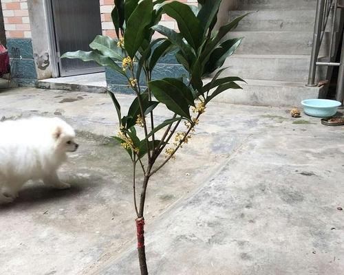 桂花树可以嫁接吗？嫁接的步骤和注意事项是什么？