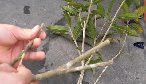 桂花树可以嫁接吗？嫁接的步骤和注意事项是什么？
