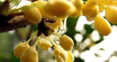 桂花树可以浇醋吗？用醋水浇灌的正确方法是什么？
