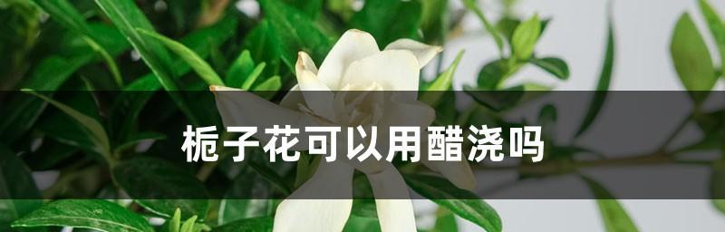 桂花树可以浇醋吗？用醋水浇灌的正确方法是什么？