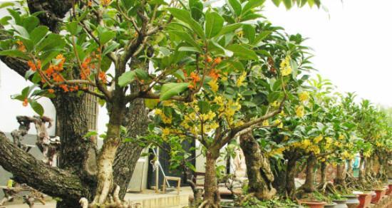 桂花树可以种在院子里吗？院子里种植桂花树的注意事项是什么？