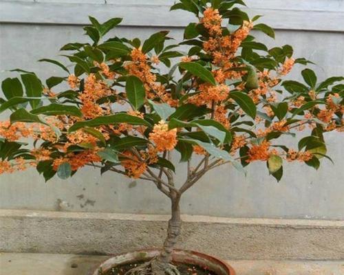 桂花树可以种在院子里吗？院子里种植桂花树的注意事项是什么？