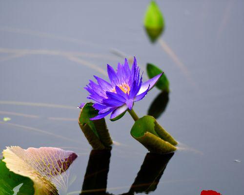 睡莲花语是什么？如何解读睡莲的象征意义？