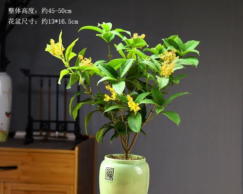 桂花树盆栽用多大的盆合适？如何选择合适的盆栽尺寸？