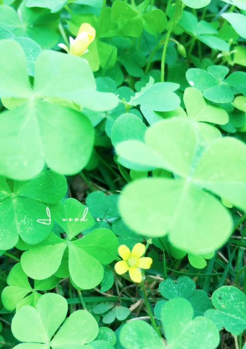 四叶草代表什么？它的花语有哪些含义？