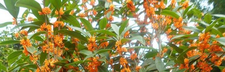 桂花树属于被子植物吗？它的分类和特点是什么？
