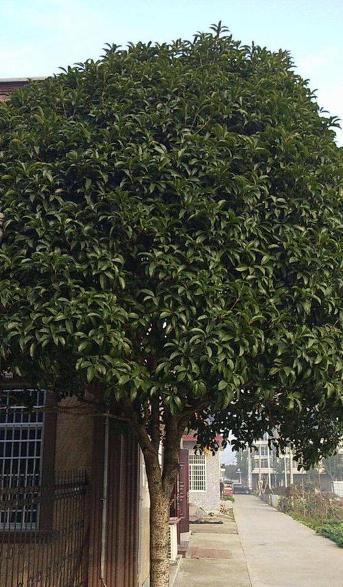 桂花树最佳种植时间是什么时候？种植后如何管理？