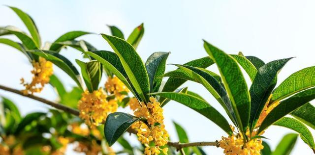桂花树适合什么地方种植？如何选择最佳种植地点？